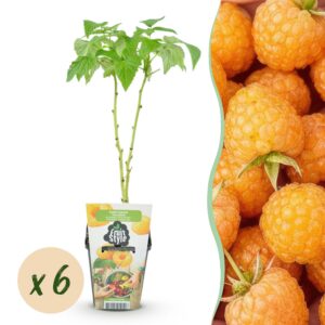 366c66b9ade247eda4e288cca6fdcf42f3ebd3377f1f490cac91113898bad4da.jpg Himbeere - Rubus idaeus Fallgold - Winterhart - 6 Pflanzen