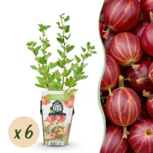 41c0324665e54d83b93b9162d37df82fbcbbd7bfc8904e7a8d51d21ff24af115.jpg Stachelbeere - Ribes uva-crispa Hinnonmaki Rod - Winterhart - 6 Pflanzen