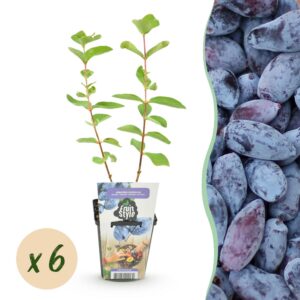 d2430a23b3d24d818a1b5c953d64c0cc8758e11827884323ac66e46b4c427ed7.jpg Honigbeere - Lonicera caerulea Kamtschatica - Winterhart - 6 Pflanzen