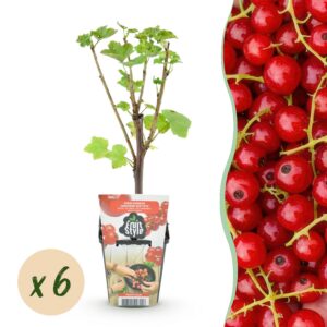 cba04605f5484f4283128d600434e763c061a11c0dc540ca9b81b7458c187659.jpg Rote Johannisbeere - Ribes rubrum Jonkheer van Tets - Winterhart - 6 Pflanzen