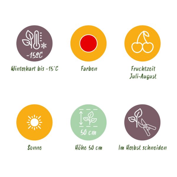 2b9b57d179df4e41a7488e479f0800ad83a34e1f69214a2c8f476b8d0988c45b.jpg Erdbeere - Fragaria Elsanta - Winterhart - 3 Pflanzen