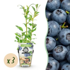 3fad621a5754482d994c3f225bd08413e7d481b82cb1429db9d05bd51e04f812.jpg Heidelbeere - Vaccinium corymbossum Northland - Winterhart - 3 Pflanzen