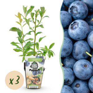14431906f7a942258857fae3a11744bcb381e625b0544f6f9dcbc69b9e766899.jpg Heidelbeere - Vaccinium corymbossum Bluegold - Winterhart - 3 Pflanzen