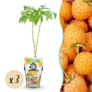 0e85ce1c009649a18a789732511890a170dc8e74f6964d80a7e31bbe4ad9fcb9.jpg Himbeere - Rubus idaeus Fallgold - Winterhart - 3 Pflanzen