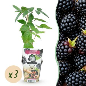 45dfe1f985a34cfebde5417aa20f05360cd68b94600d4150832531ee89546fc5.jpg Dornenlose Brombeere - Rubus Thornfree - Winterhart - 3 Pflanzen