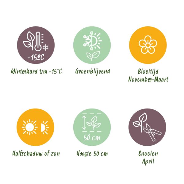 Christrose - Helleborus Christmas Carol - Weiße Blume -2 Pflanzen - Immergrün