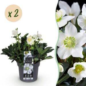 582c35e75ac148d0b29d864a402a9ad323206188f976477a83c45be10f5884cb.jpg Christrose - Helleborus Christmas Carol - Weiße Blume -2 Pflanzen - Immergrün