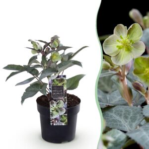 4d0c630a525e471b8bcec441597d7d1cee6411e5c5634999929480f669dde394.jpg Fastenrose Helleborus sternii Silver Dollar - Grüne Blume -1 Pflanze - Immergrün