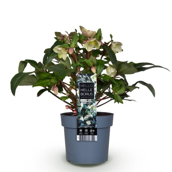 4d80cbe2476748349bc9fa4f99f5414d3525643d7a644831a9cc708b2cd75e06.jpg Helleborus Diamfire - Grüne Blume - Immergrün