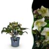 9ae59b50b804483eab694a3fa29c4bf9953afe3809be46e0a72778b065771550.jpg Helleborus Diamfire - Grüne Blume - Immergrün