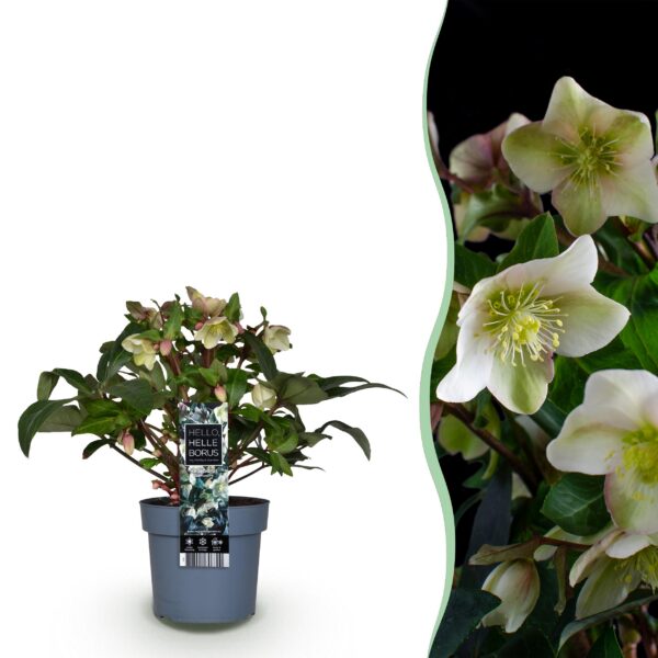 9ae59b50b804483eab694a3fa29c4bf9953afe3809be46e0a72778b065771550.jpg Helleborus Diamfire - Grüne Blume - Immergrün