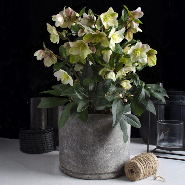 ec6e2e3754d94e29ac50b37065844574f92b646e5651450b9b7b9306355bc6cd.jpg Helleborus Diamfire - Grüne Blume - Immergrün