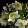 f26149d9f3de4b24b32e838a0f3b92be43b0eef88b9d450e92e9fa87b8e2d511.jpg Helleborus Diamfire - Grüne Blume - Immergrün