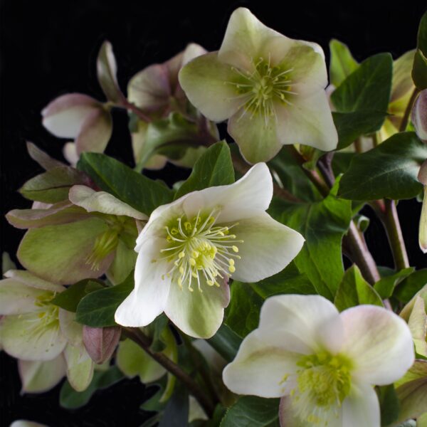 f26149d9f3de4b24b32e838a0f3b92be43b0eef88b9d450e92e9fa87b8e2d511.jpg Helleborus Diamfire - Grüne Blume - Immergrün