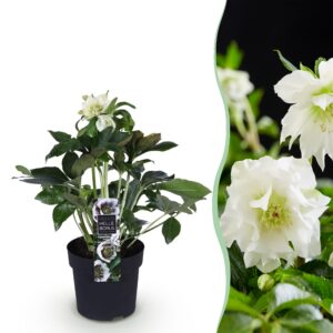 ad09f709ab1b4abcb7abfeaef6b8f79d19494a604d2a4922b65af005bf2d4a75-1.jpg Helleborus orientalis Double Ellen White - Weiße Blüte -1 Pflanze - Immergrün