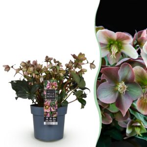 26a8e0a858ac4cf396dffc4c7d20e7bbc30d2b4d4e644dff85b1a452c6cbf3c7.jpg Helleborus Angels Glow - Rosa Blume - Immergrün