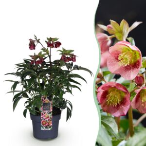 9e62d80f44f34e7b82bb6bb30896547b9fec1b3eca434b4ea3656363e339dd19.jpg Helleborus Dacaya - Rosa Blüte - Immergrün