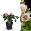 Helleborus orientalis Double Ellen Pink - Rosa Blume -1 Pflanze - Immergrün