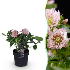 88e3dda4cf21430ba8b13f120330ac85bda58ecfe7af479eb28db4af0b7a16bd.jpg Helleborus orientalis Double Ellen Pink - Rosa Blume -1 Pflanze - Immergrün