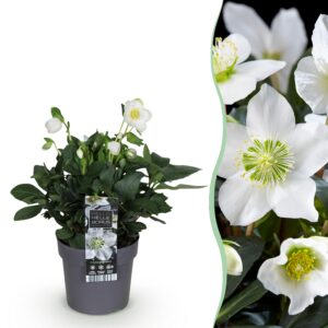7412df8855cc496a8bc24e1e7f6eed069b21c9a9cfb44797b2cf0e3d7b413099.jpg Christrose - Helleborus Christmas Carol - Weiße Blume -1 Pflanze - Immergrün