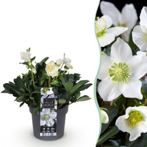 b555a746e4c54119ad5668d3cccdfd048730b8e34b3541f3b945a22d2ec4d536.jpg Christrose - Helleborus Christmas Carol - Weiße Blume -1 Pflanze - Immergrün