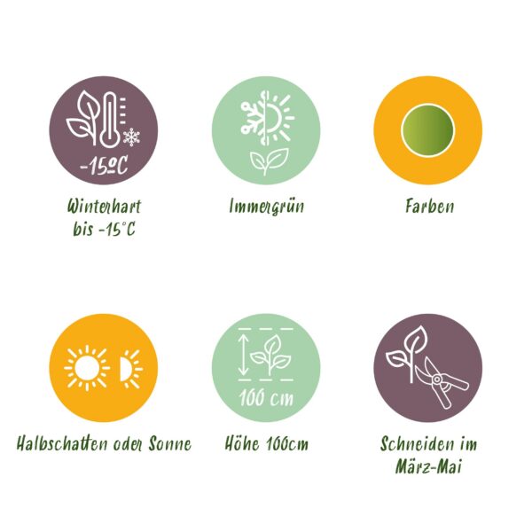 Nandina Lemon & Lime - Gelb - 2 Pflanzen - Immergrün - Pflegeleicht