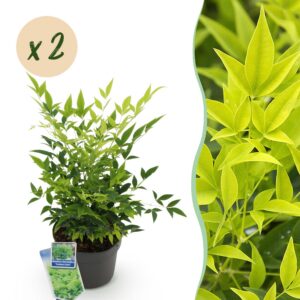 ce1267d5e8254edb8977d338b3621e7c19c367c3b843424790f19aa549903090.jpg Nandina Lemon & Lime - Gelb - 2 Pflanzen - Immergrün - Pflegeleicht