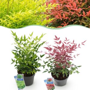 73735deb6ae043089d1c50e5927f815fdd7b346c851946ad86b68898e43d2301.jpg Nandina Duo - Gelb & Rot - 2 Pflanzen - Immergrün - Pflegeleicht