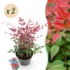 Nandina Obsessed - Rot - 2 Pflanzen - Immergrün - Pflegeleicht