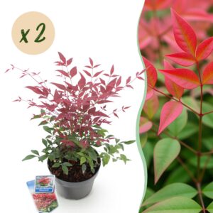 753e26d06f384aaa9d7950c68d18407f46fdbcda1d43411c80f062eecea51a3e.jpg Nandina Obsessed - Rot - 2 Pflanzen - Immergrün - Pflegeleicht
