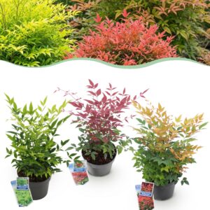 b6f12078ba96486bbed4c507a43196fd14e80aacb0214a24b3807a16bbe68270.jpg Nandina Tricolour - Gelb & Rot & Orange - 3 Pflanzen - Immergrün - Pflegeleicht
