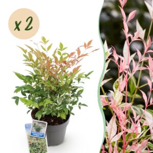 a2bb327fd3294589b080782a37ac411924d822c8bb074fe2a4ac2e3ad329f011.jpg Nandina Twilight - Bunt & Rosa - 2 Pflanzen - Immergrün - Pflegeleicht