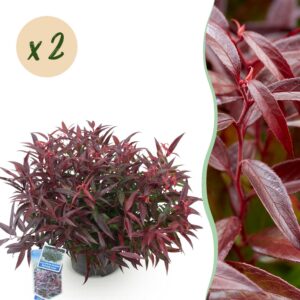 71b0298a140d496e9da6f603fcae7a7aa123b5db0ea84cd39615d2882d8ac2a8.jpg Leucothoe Burning Love - Rot - 2 Pflanzen - Immergrün - Pflegeleicht