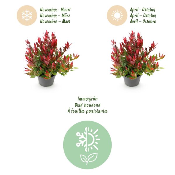 56797ade91cb429ea5a7ee3a00a5ba8da82aa7160c174553a1179661c95ad6ef.jpg Leucothoe Little Flame - Rot - 2 Pflanzen - Immergrün - Pflegeleicht
