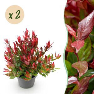 d20b46ed21bb4b62876c7d73eb029318130d237e6730491bb44524159e8a5443.jpg Leucothoe Little Flame - Rot - 2 Pflanzen - Immergrün - Pflegeleicht