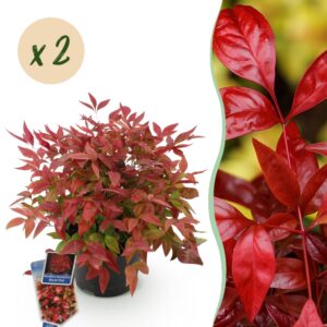 52658da80adb4d7cab3c114d445d7141277f4a656da441fdb585876e1cb871f7.jpg Nandina Blush Pink - Dunkelrosa - 2 Pflanzen - Immergrün - Pflegeleicht