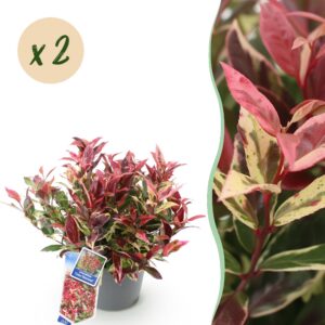 ed32549809884031a7a7e686e0bc7ae3d576a7e180f5403a9746c8412e495d8b.jpg Leucothoe Colour Diamond - Farbenfroh - 2 Pflanzen - Immergrün - Pflegeleicht