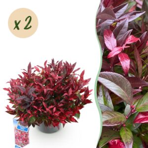 10139614b04e4df8a8893abecd5eb4c465b93a420e764d93bf898864351a93a8.jpg Leucothoe Zeblid - Rot - 2 Pflanzen - Immergrün - Pflegeleicht