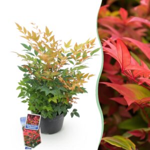 50e0e6252609455aafefef194cbe08cfdc695e2e9d1f46f8ad66f5a377565902.jpg Nandina Gulfstream - Orange - Immergrün - Pflegeleicht
