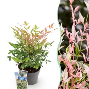 2a3fd9ed0ee44c88a10199a7ba67fb6472793ec61da840d6a483fd848b4e5a51.jpg Nandina Twilight - Farbenfroh & Rosa - Immergrün - Pflegeleicht
