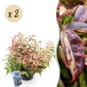 7d51b70c80334efea9cdf3e4e886148720366f0ac16d453fbbdc40dd99c979b5.jpg Leucothoe Makijaz - Braun - 2 Pflanzen - Immergrün - Pflegeleicht
