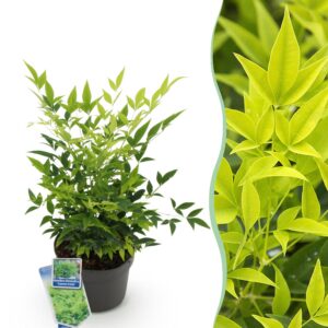2f6d8ec0ae824c7e9cb1b649ff94bc32e6ad5a478a74495eb13d0b3db2635e7b.jpg Nandina Lemon & Lime - Gelb - Immergrün - Pflegeleicht