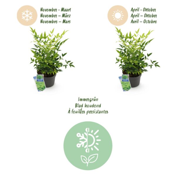 Nandina Lemon & Lime - Gelb - Immergrün - Pflegeleicht