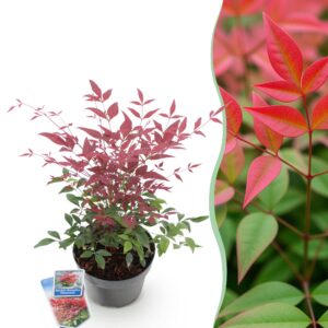 dd92451883804e83af698f7fcdc543bad6307680cd3540d4ba5e0de6c0e709ca.jpg Nandina Obsessed - Rot - Immergrün - Pflegeleicht