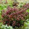 27b77f664f8e489e8ea9b5e4213045f33bb3698d4b554d519c72c74448dd9289.jpg Leucothoe Curly Red - Rot - 2 Pflanzen - Immergrün - Pflegeleicht