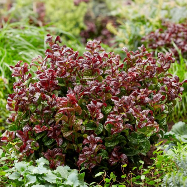 27b77f664f8e489e8ea9b5e4213045f33bb3698d4b554d519c72c74448dd9289.jpg Leucothoe Curly Red - Rot - 2 Pflanzen - Immergrün - Pflegeleicht