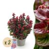 bb3aa9830f064de3b3e53ddee7b9203b856d794ae94f45159761134f0c861629.jpg Leucothoe Curly Red - Rot - 2 Pflanzen - Immergrün - Pflegeleicht