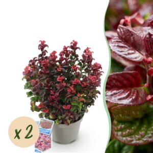 bb3aa9830f064de3b3e53ddee7b9203b856d794ae94f45159761134f0c861629.jpg Leucothoe Curly Red - Rot - 2 Pflanzen - Immergrün - Pflegeleicht