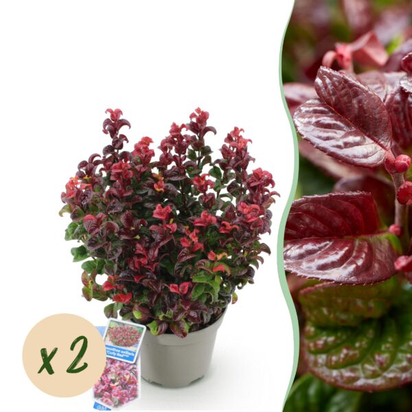 bb3aa9830f064de3b3e53ddee7b9203b856d794ae94f45159761134f0c861629.jpg Leucothoe Curly Red - Rot - 2 Pflanzen - Immergrün - Pflegeleicht