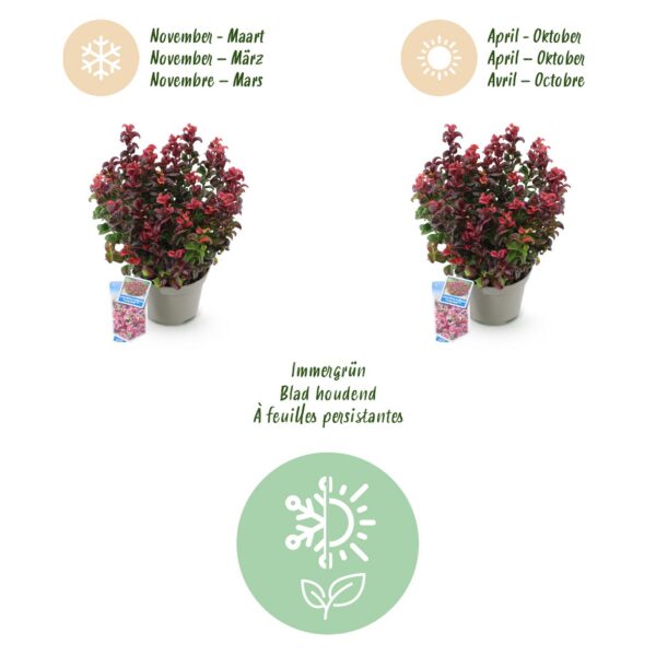 ecede02a03ec42b89c47c0aecea51a4be00ceec424c44c74afcf4cdd69581e70.jpg Leucothoe Curly Red - Rot - 2 Pflanzen - Immergrün - Pflegeleicht
